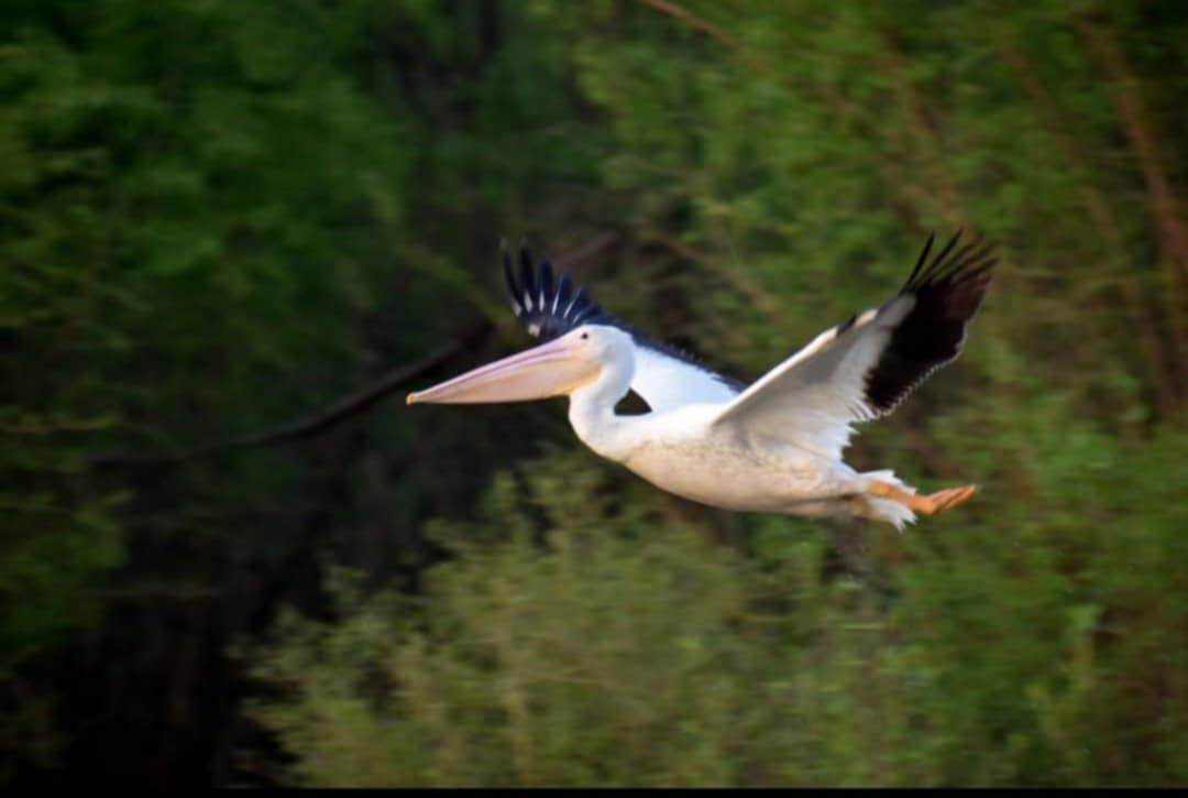 American White Pelican - ML637371434