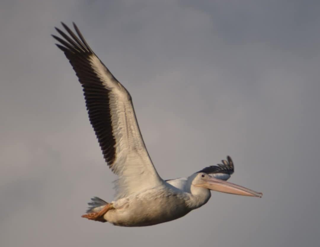 American White Pelican - ML637371435