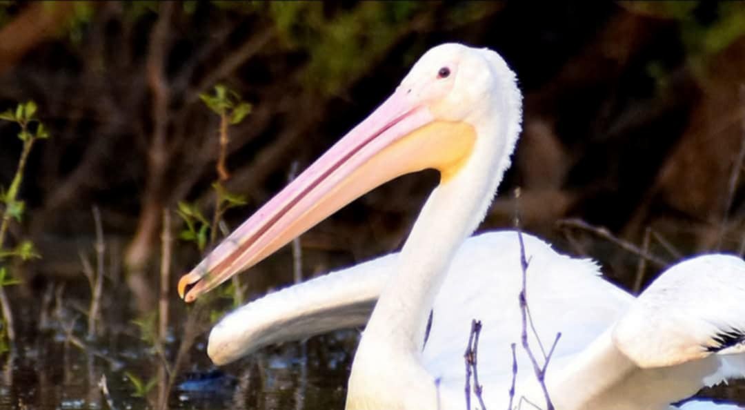 American White Pelican - ML637371436
