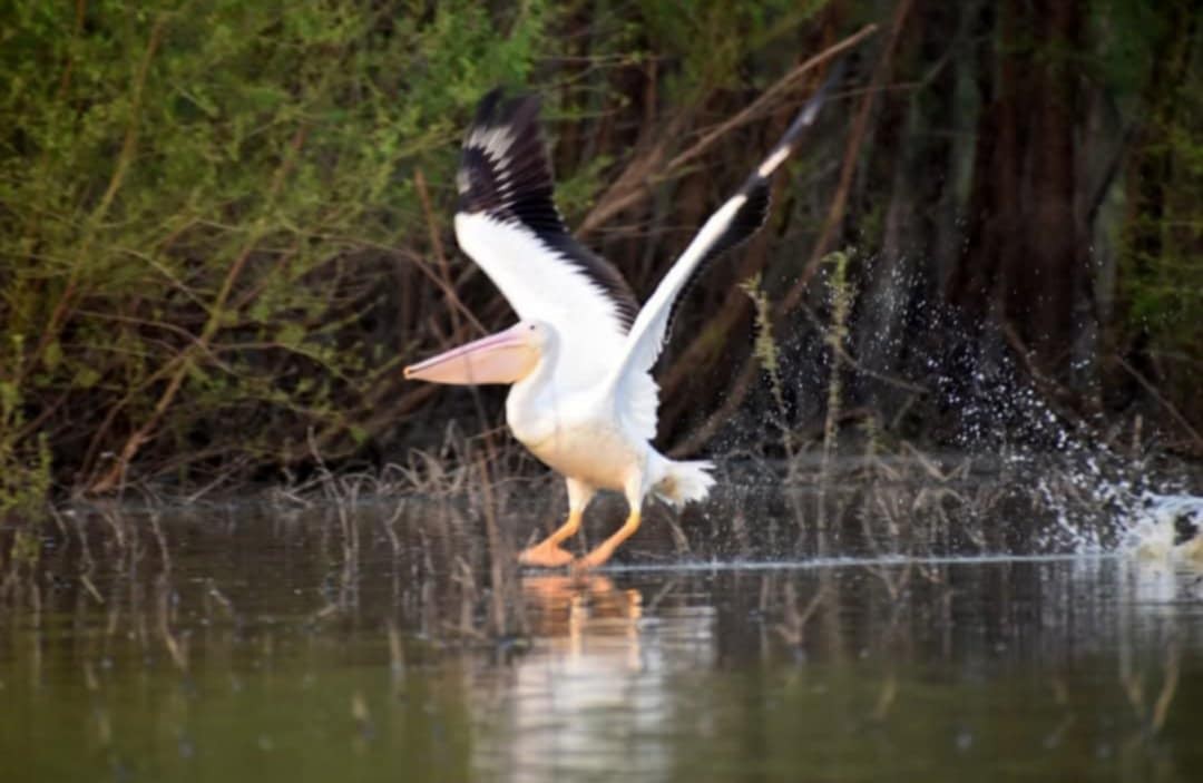 American White Pelican - ML637371437