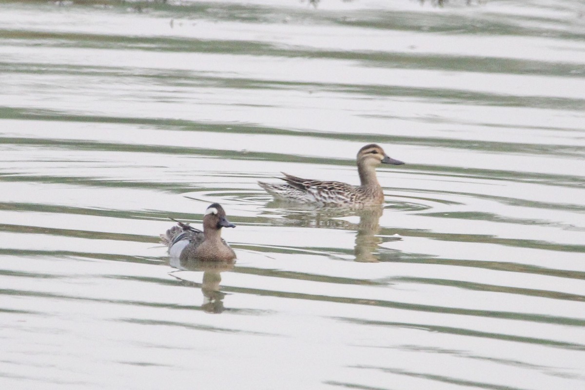 Garganey - ML637371441