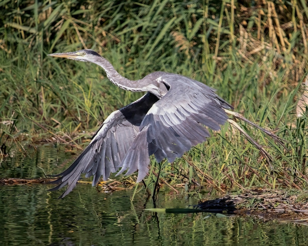 Gray Heron - ML637371549
