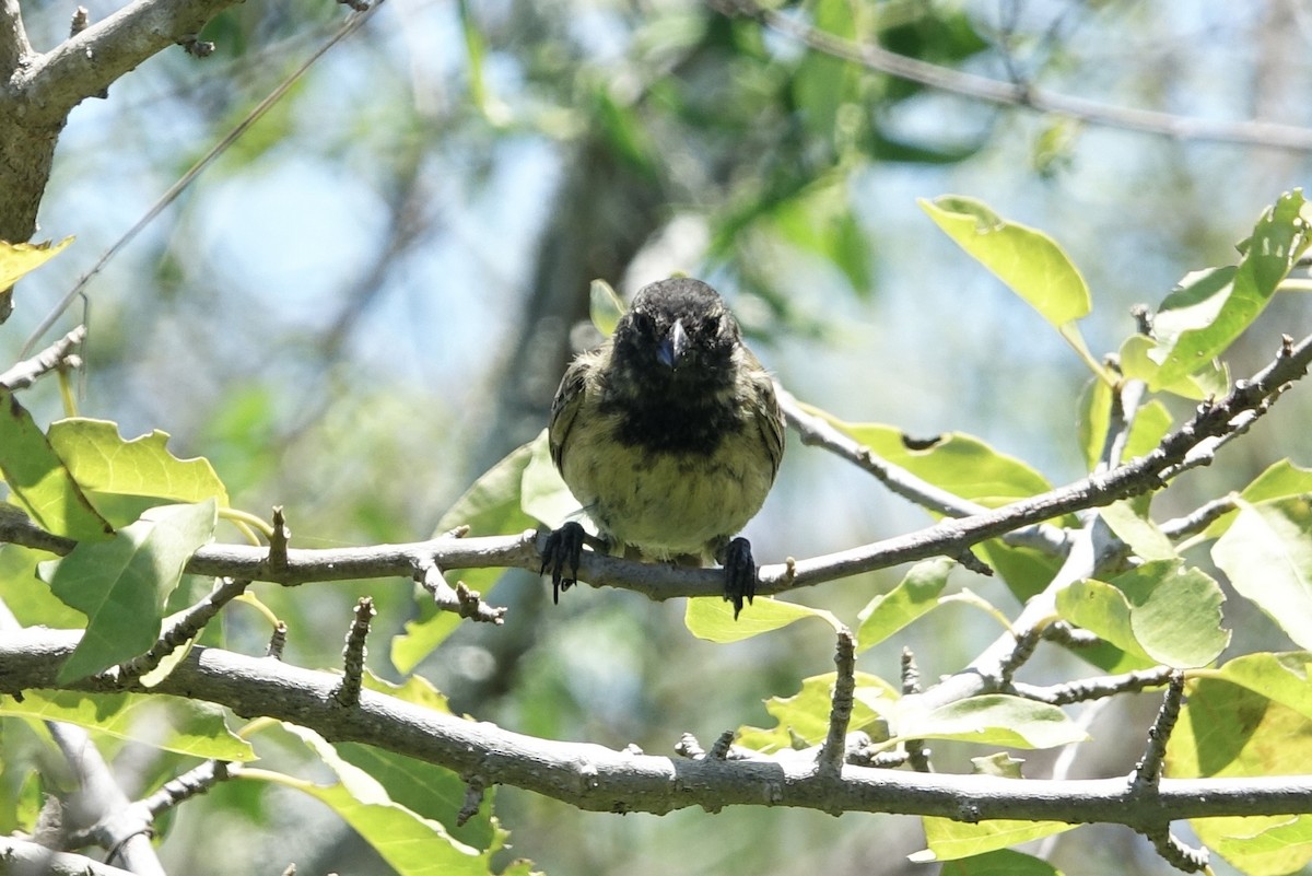 Large Tree-Finch - ML637371584