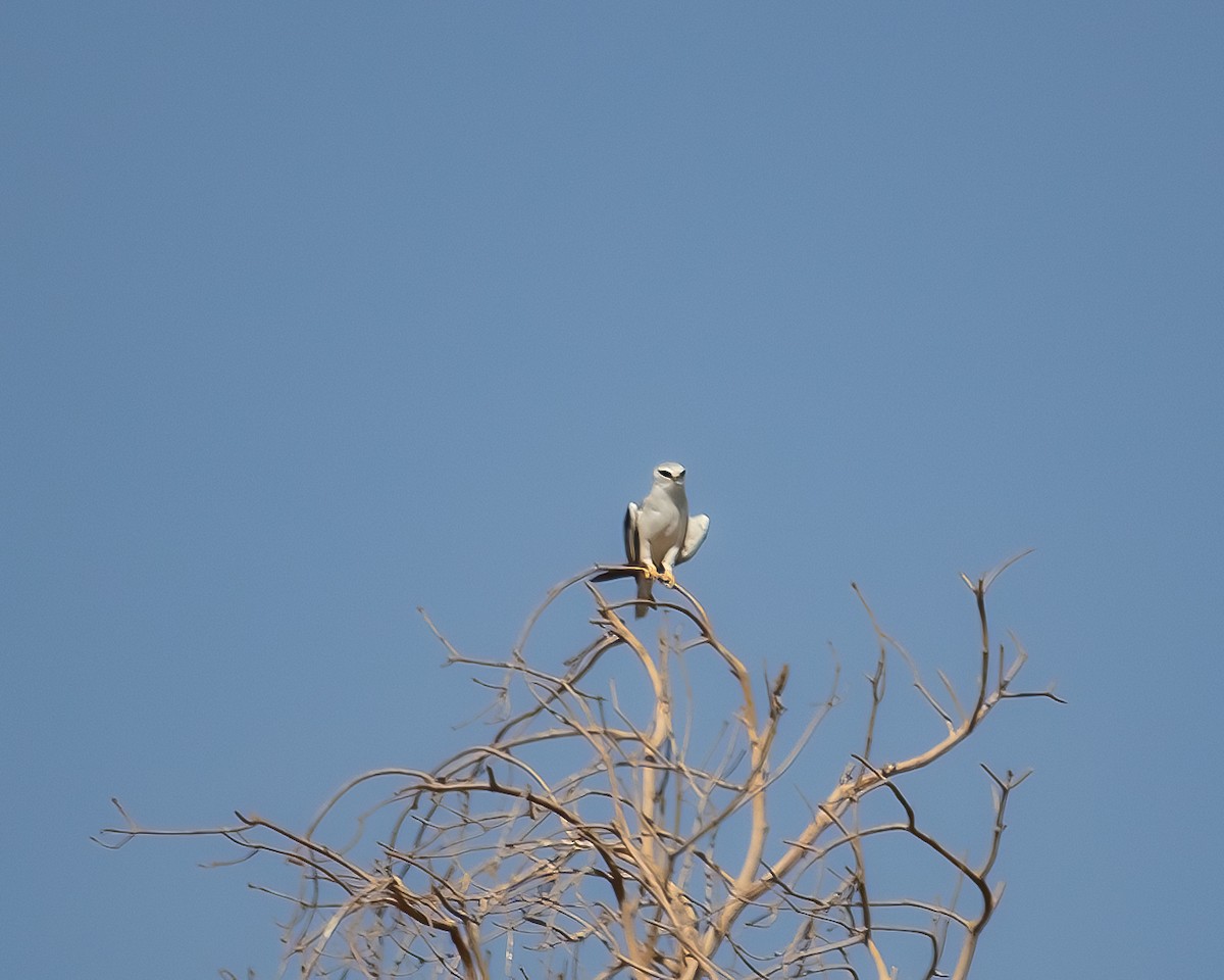 Black-winged Kite - ML637371609