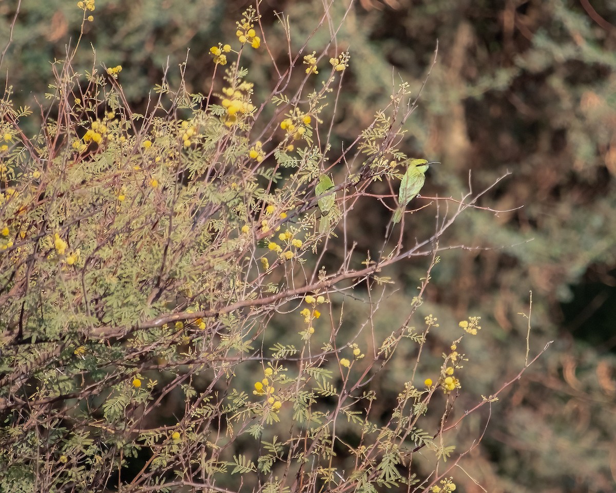 African Green Bee-eater - ML637371619