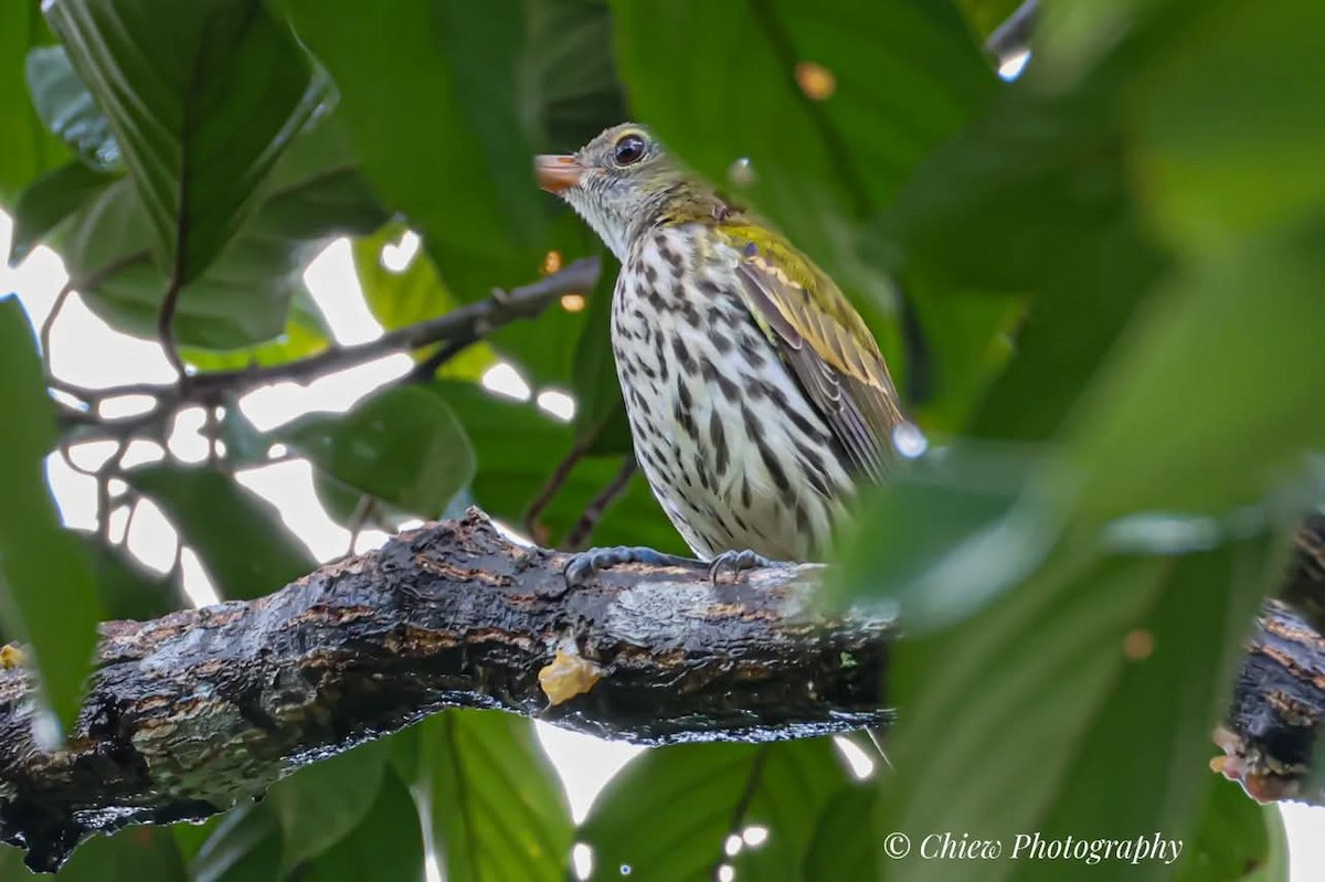 Ventriloquial Oriole - ML637371668