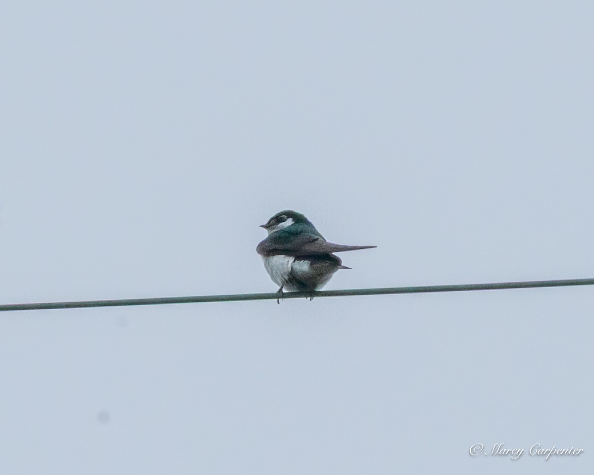 Violet-green Swallow - ML637371699
