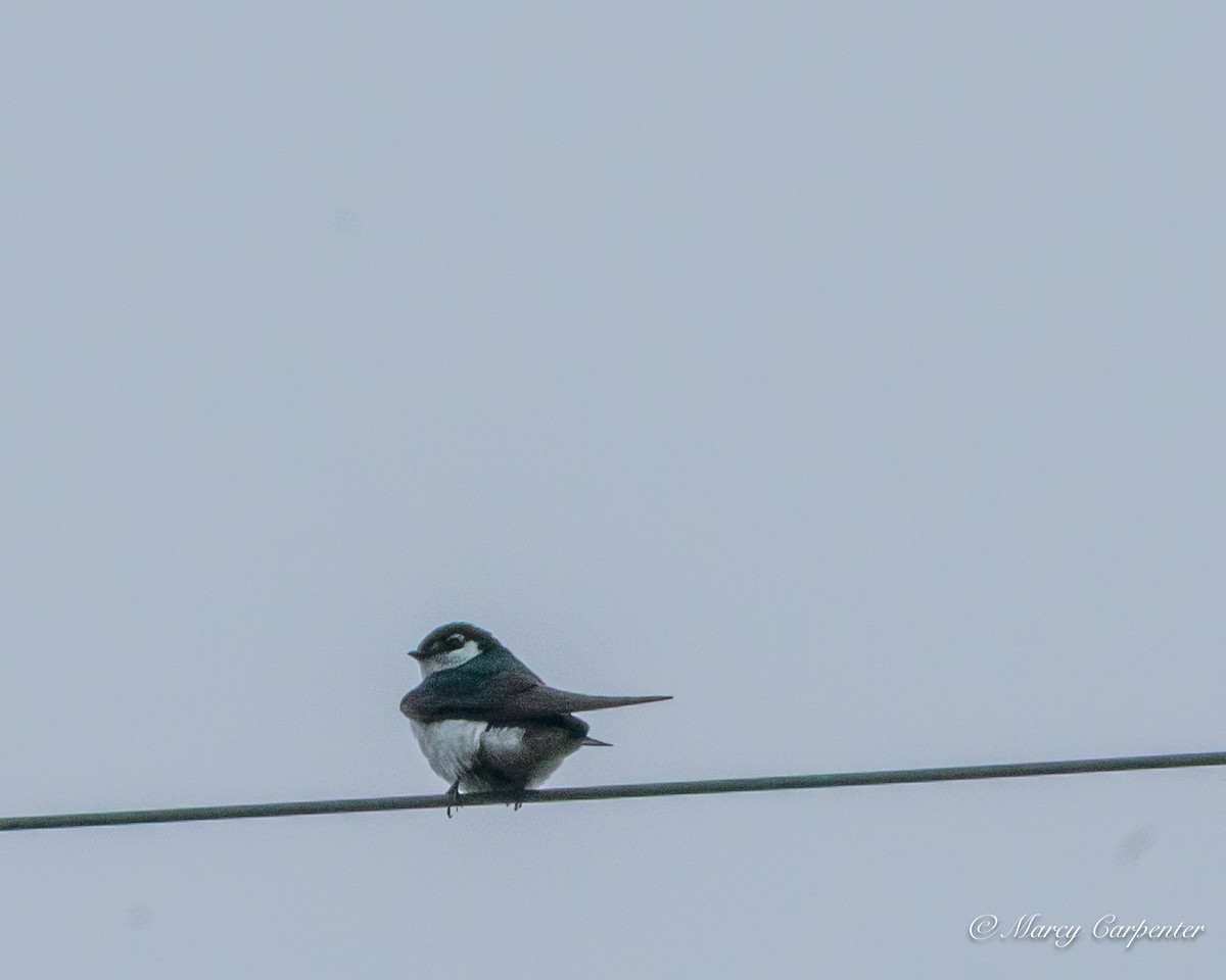 Violet-green Swallow - ML637371700