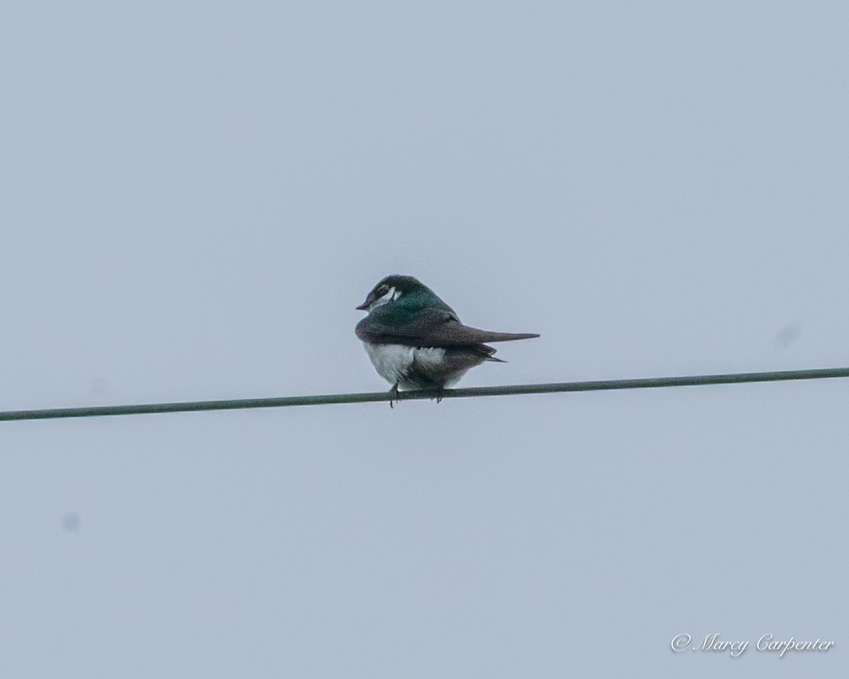 Violet-green Swallow - ML637371702