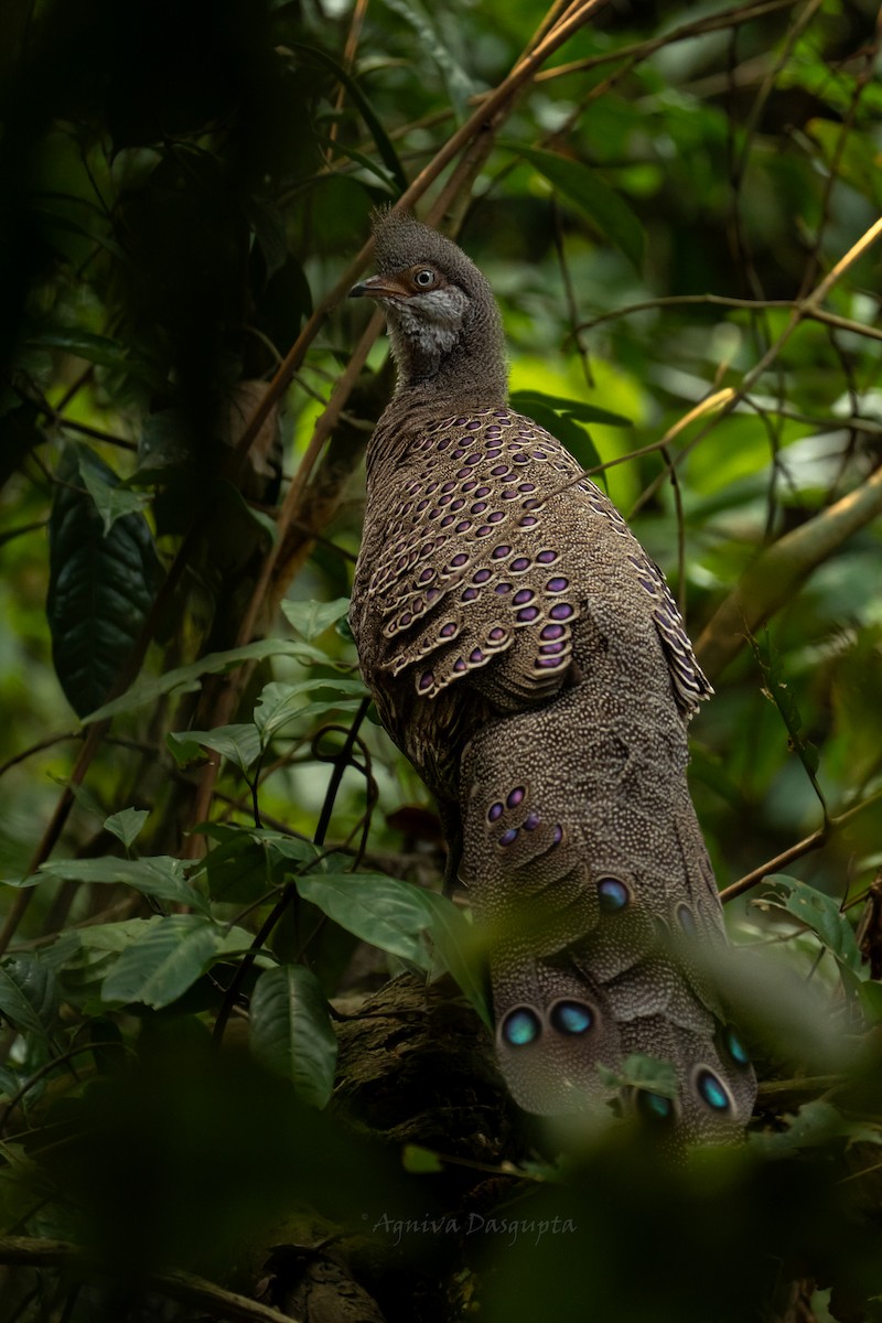 Gray Peacock-Pheasant - ML637371713