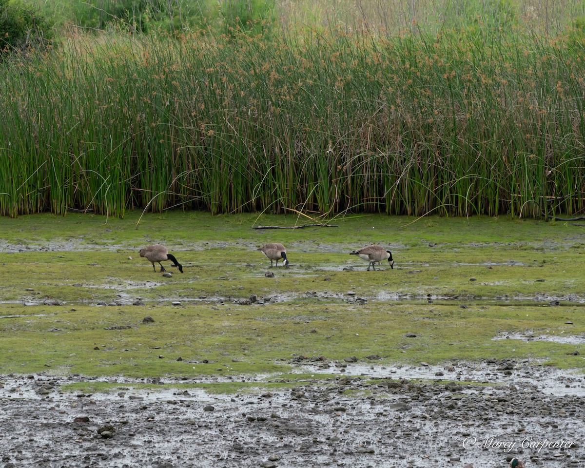 Canada Goose - ML637371715