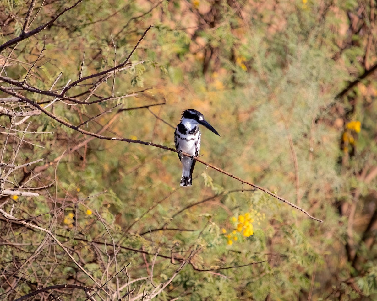 Pied Kingfisher - ML637371716