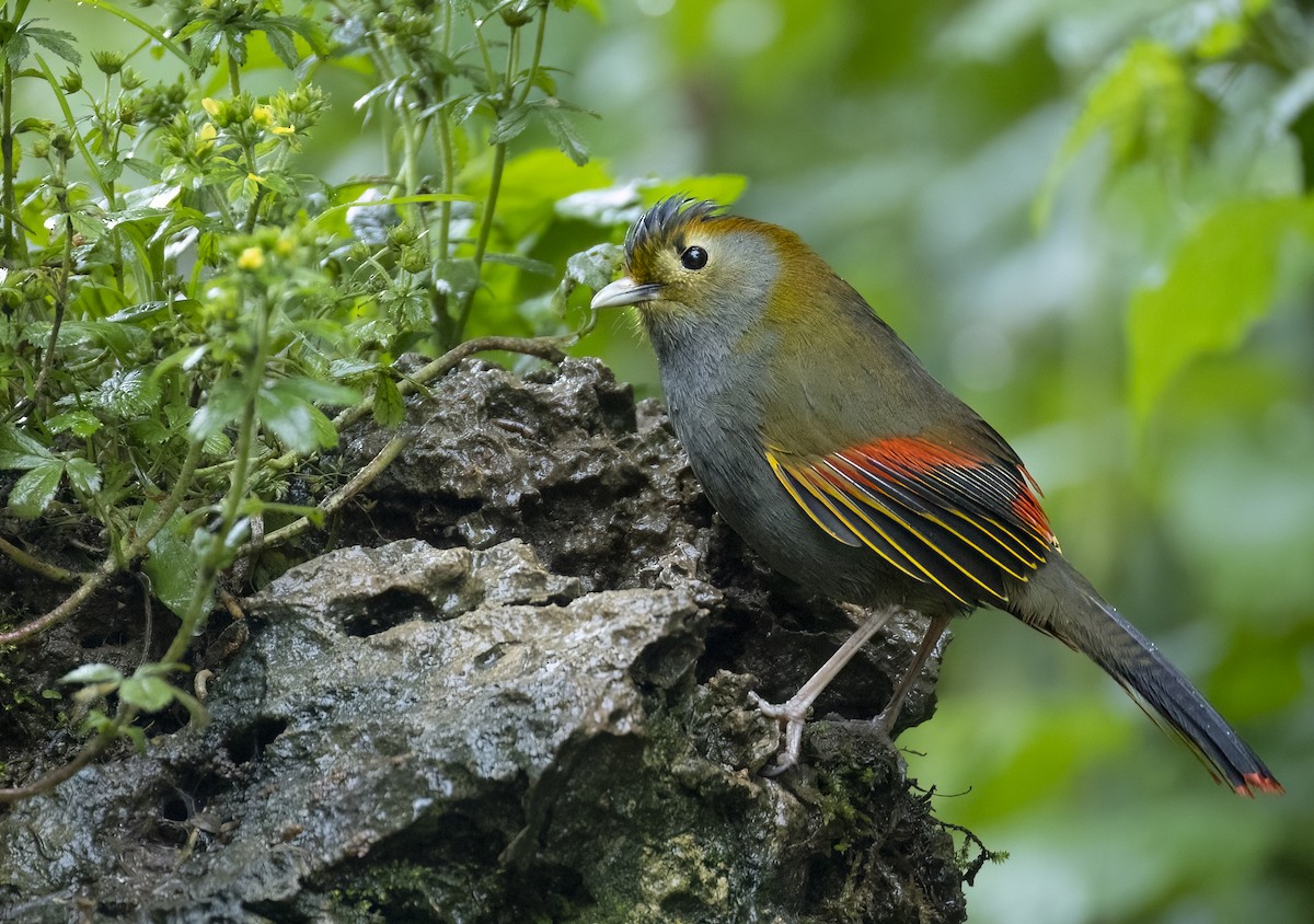 Emei Shan Liocichla - ML637371782