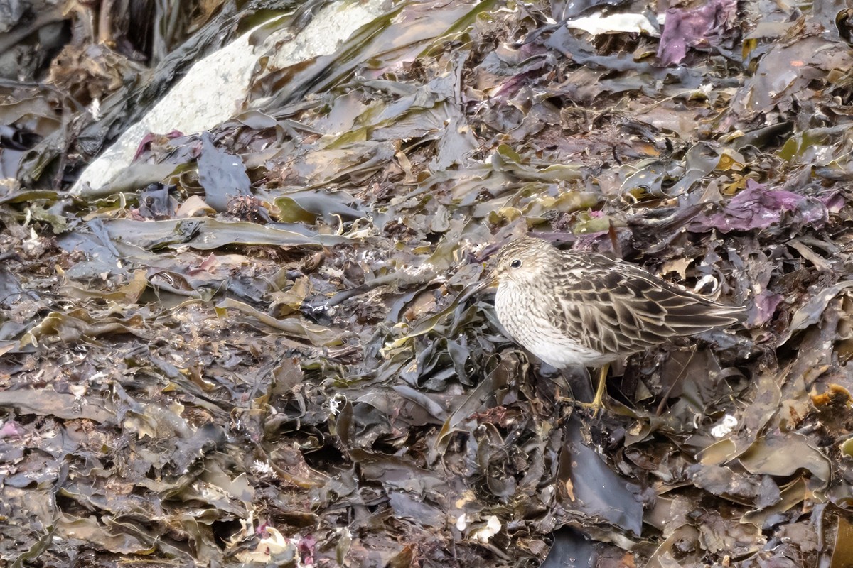 Pectoral Sandpiper - ML637371788