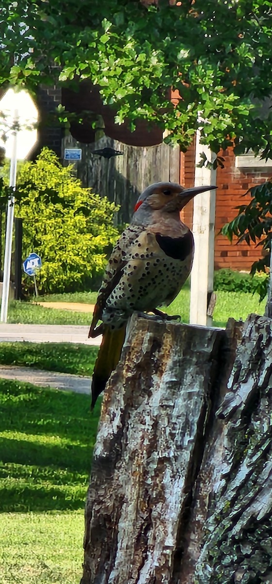 Northern Flicker (Yellow-shafted) - ML637371789