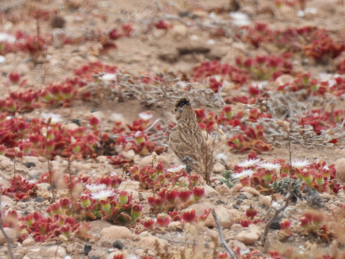 Mediterranean Short-toed Lark - ML637371809