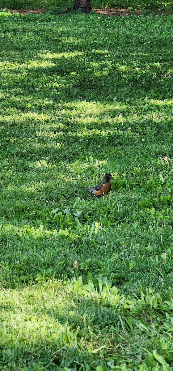 American Robin - ML637371813