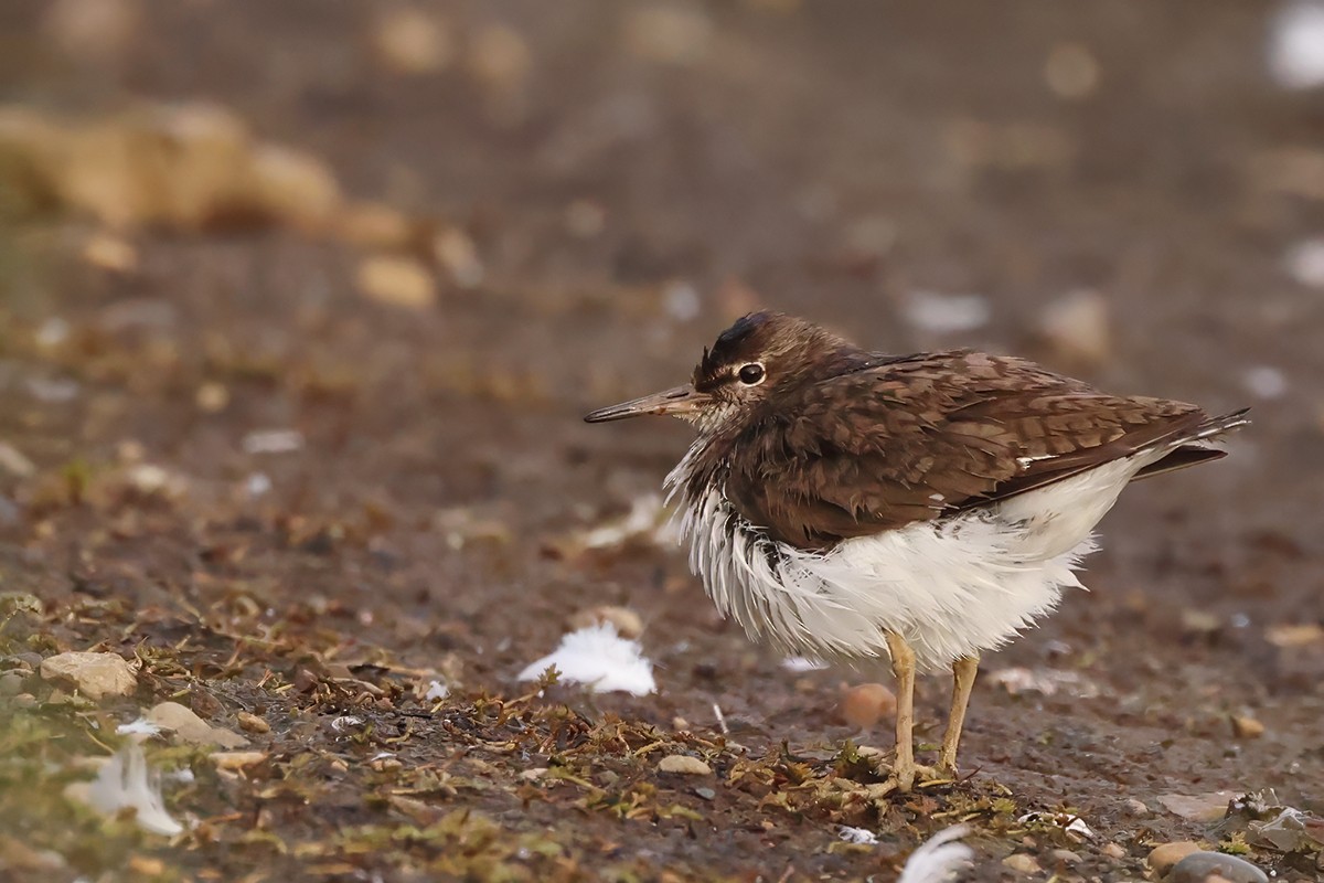 Common Sandpiper - ML637371828