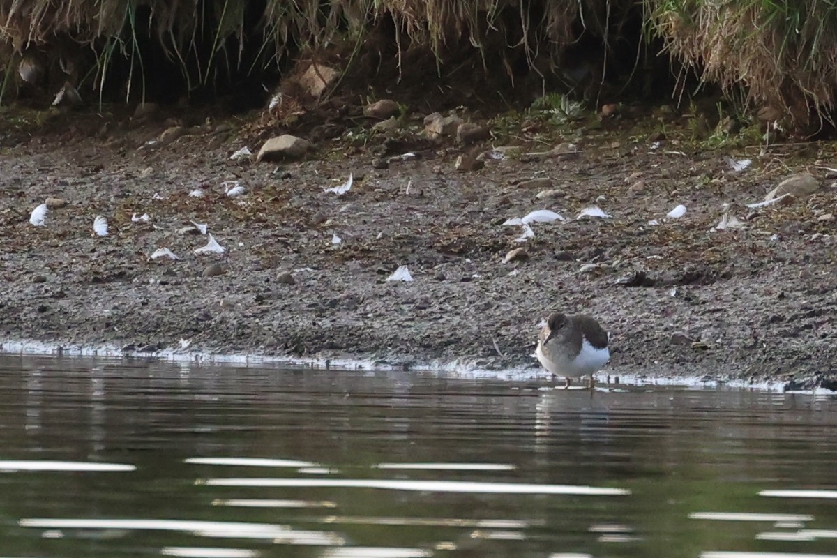 Common Sandpiper - ML637371829