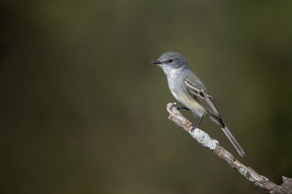 Suiriri Flycatcher - ML637371839