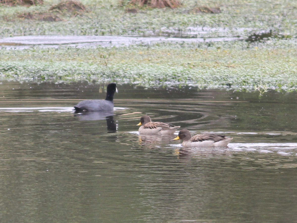 Slate-colored Coot - ML637371903