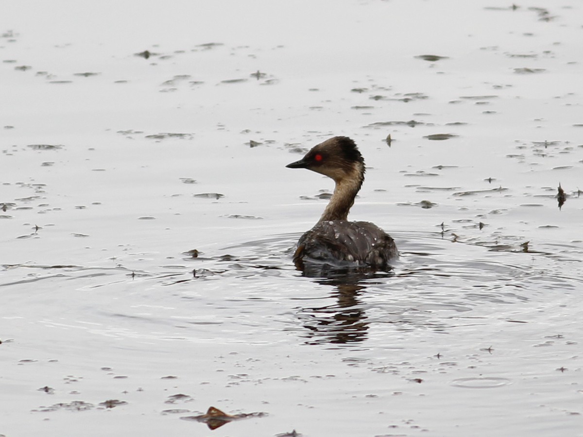 Silvery Grebe - ML637371977