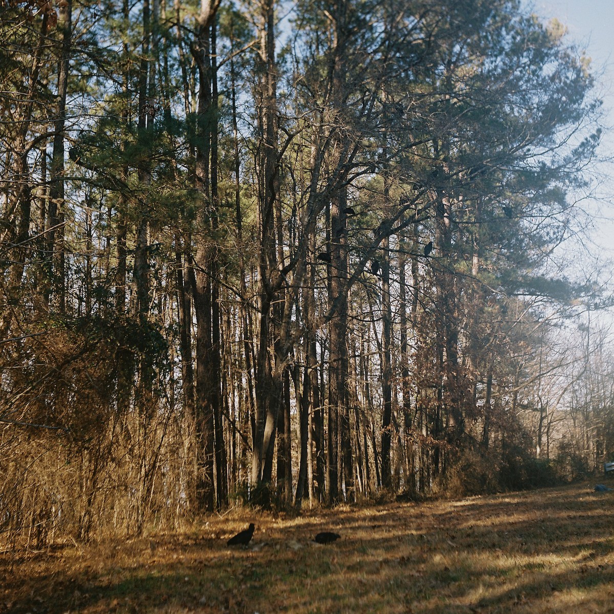 Black Vulture - ML637371995