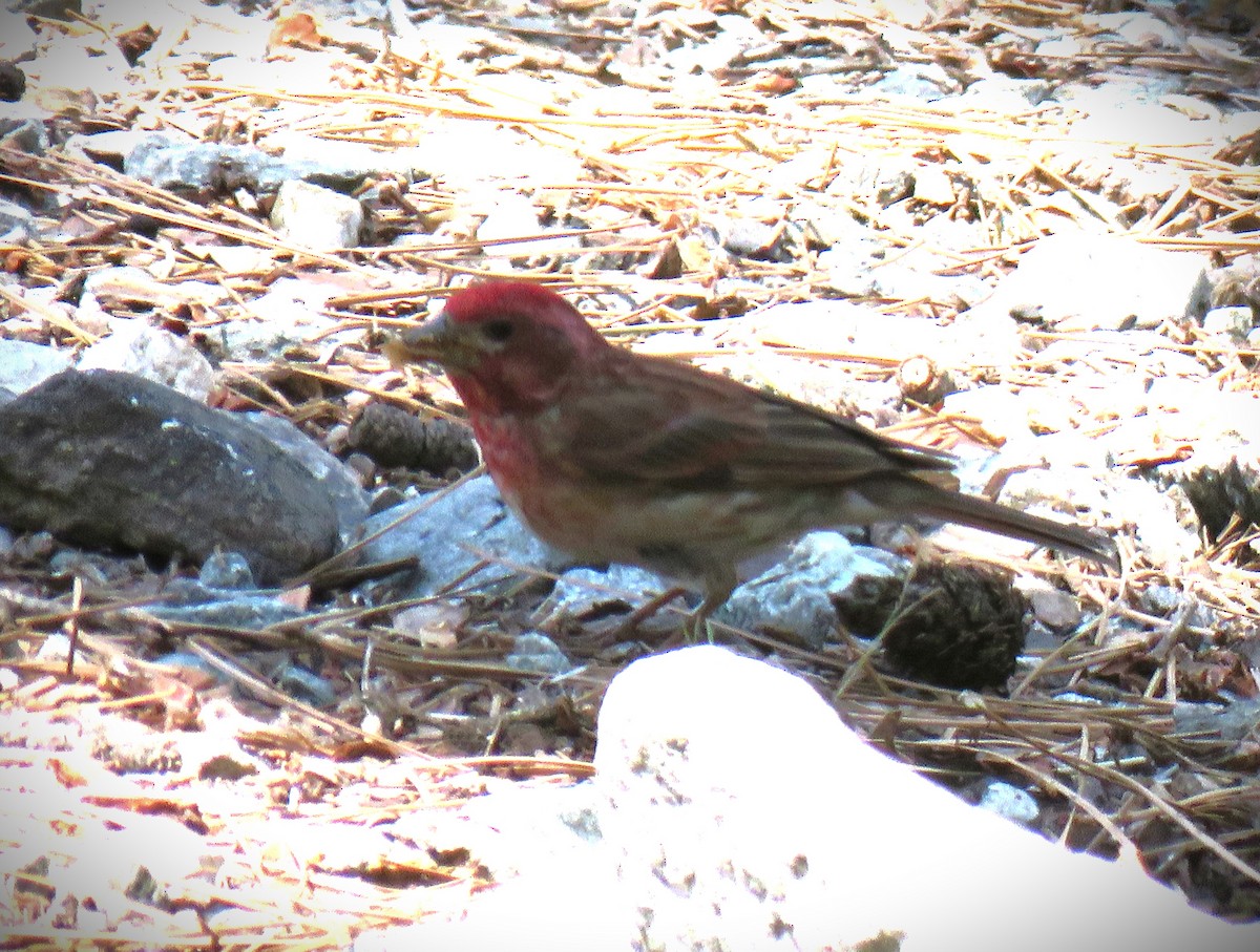 Purple Finch - ML637372019