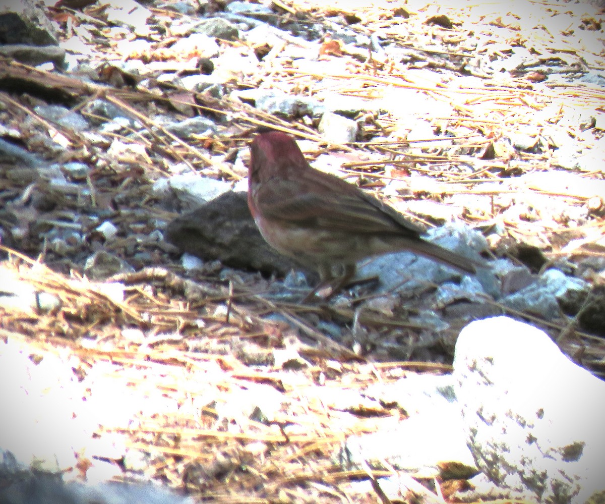 Purple Finch - ML637372021