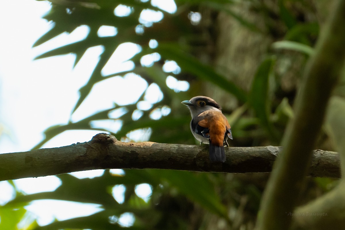 Gray-lored Broadbill - ML637372146