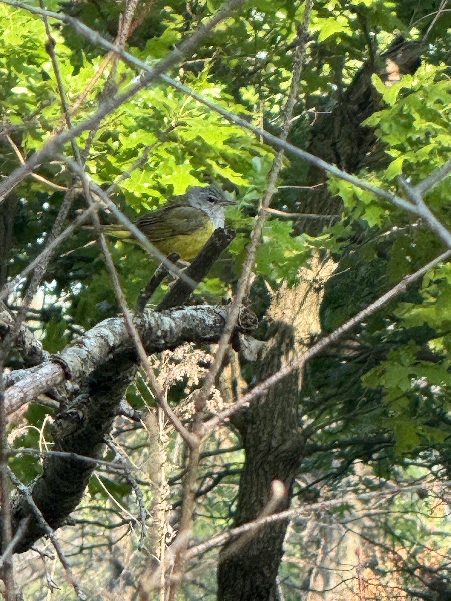 Mourning Warbler - ML637372172