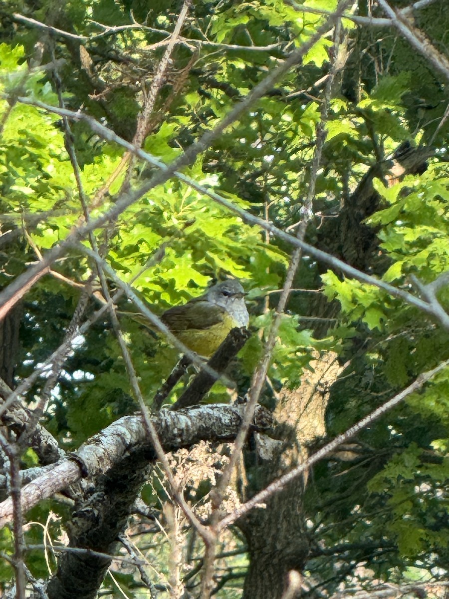 Mourning Warbler - ML637372173