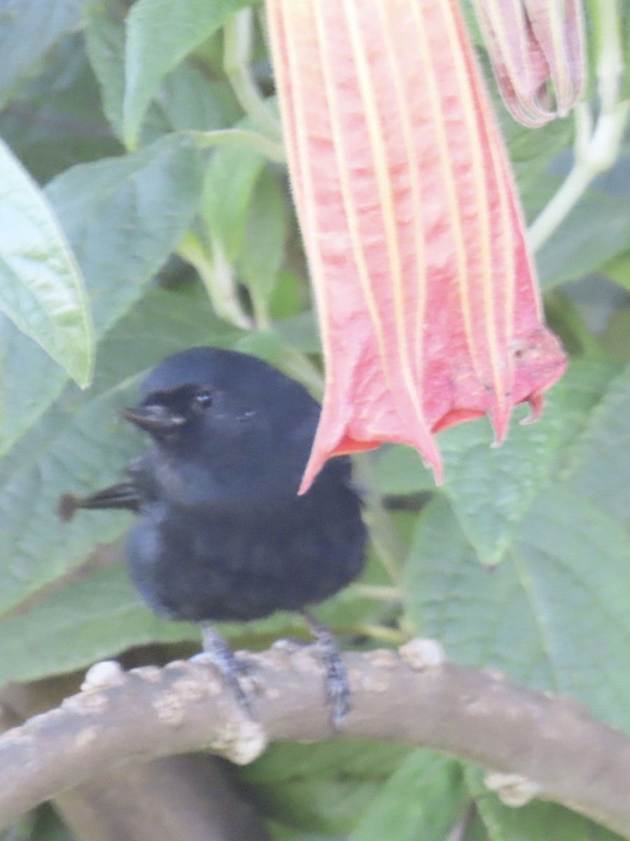 Black Flowerpiercer - ML637372193