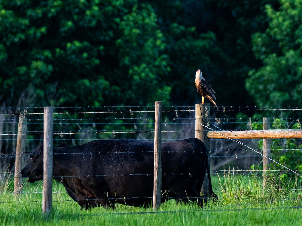 Crested Caracara (Northern) - ML637372207