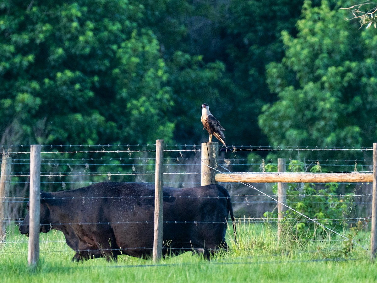 Crested Caracara (Northern) - ML637372209