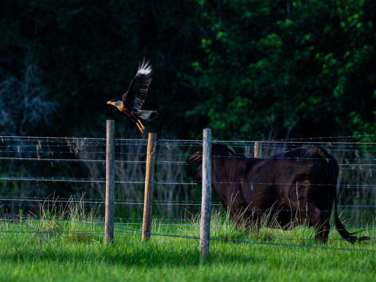 Crested Caracara (Northern) - ML637372210