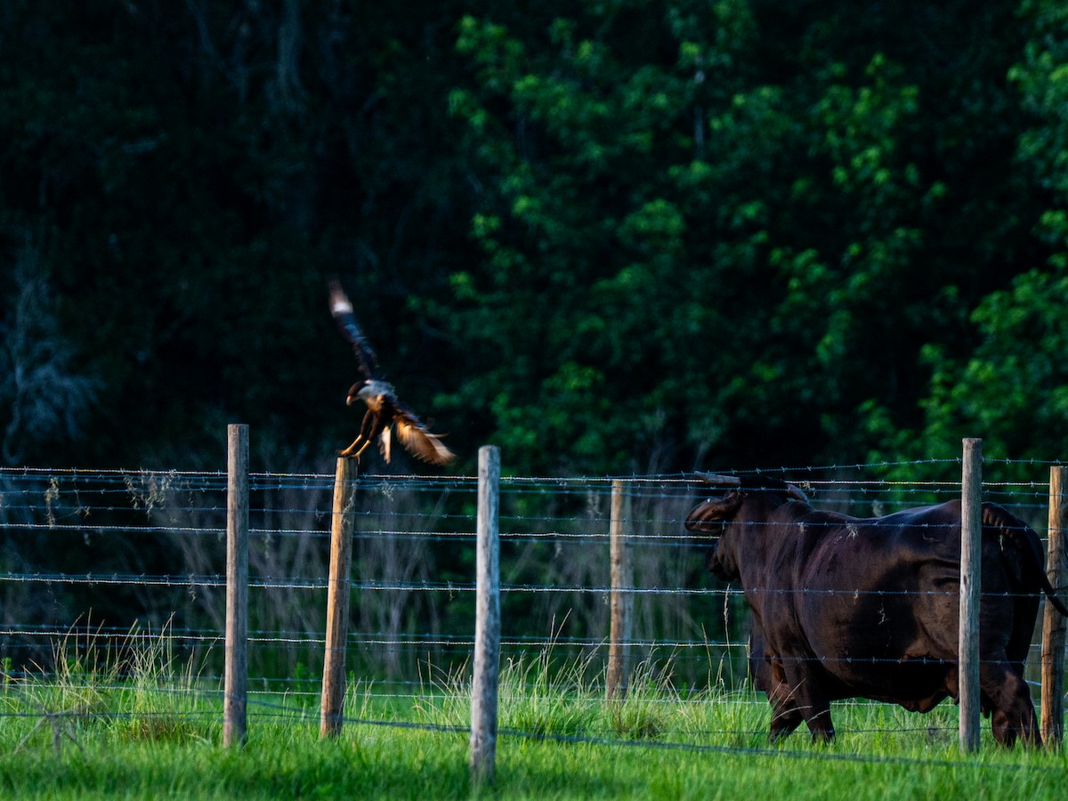 Crested Caracara (Northern) - ML637372212