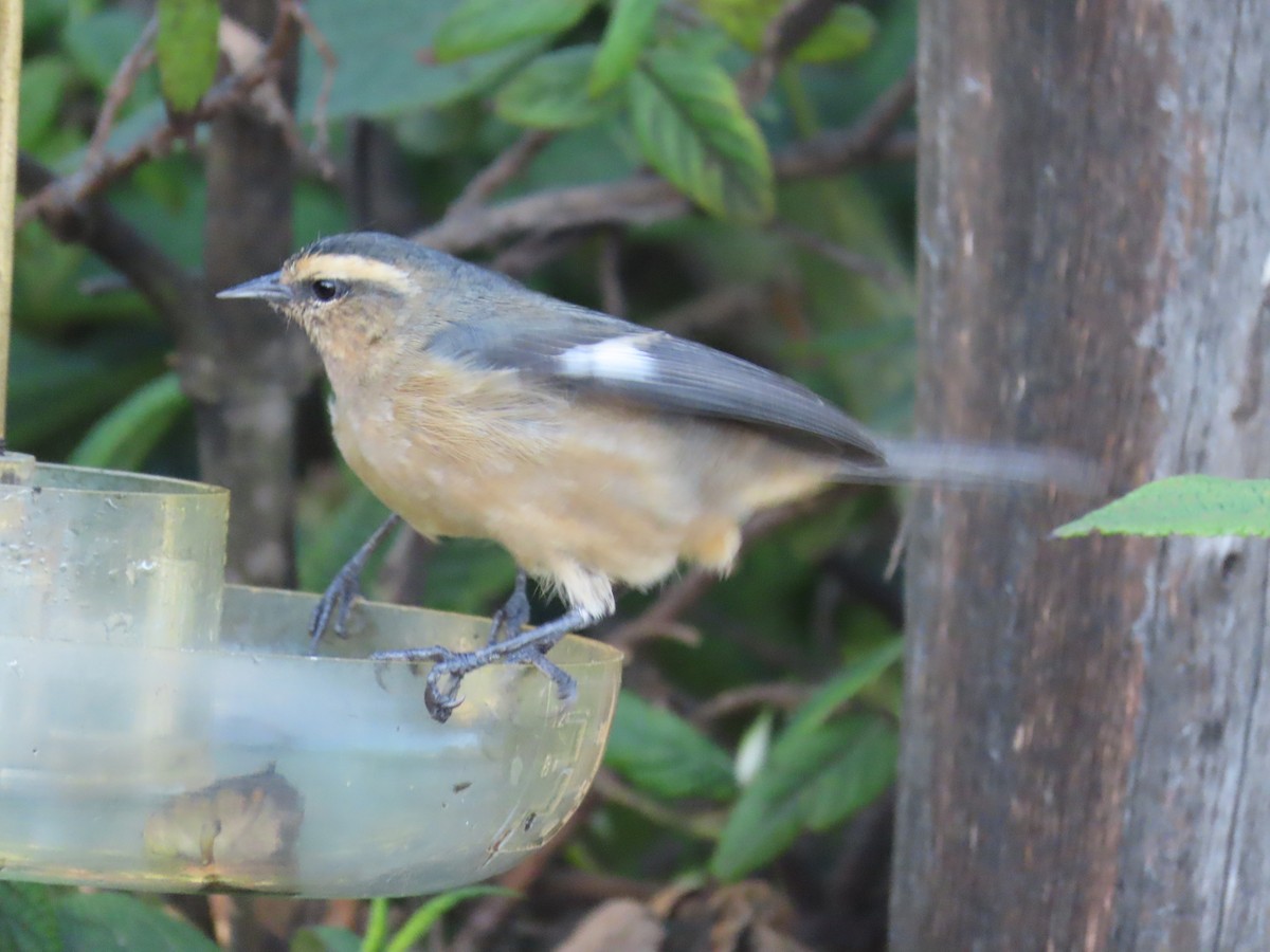 Cinereous Conebill - ML637372283
