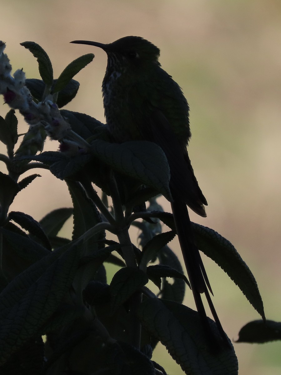Black-tailed Trainbearer - ML637372319