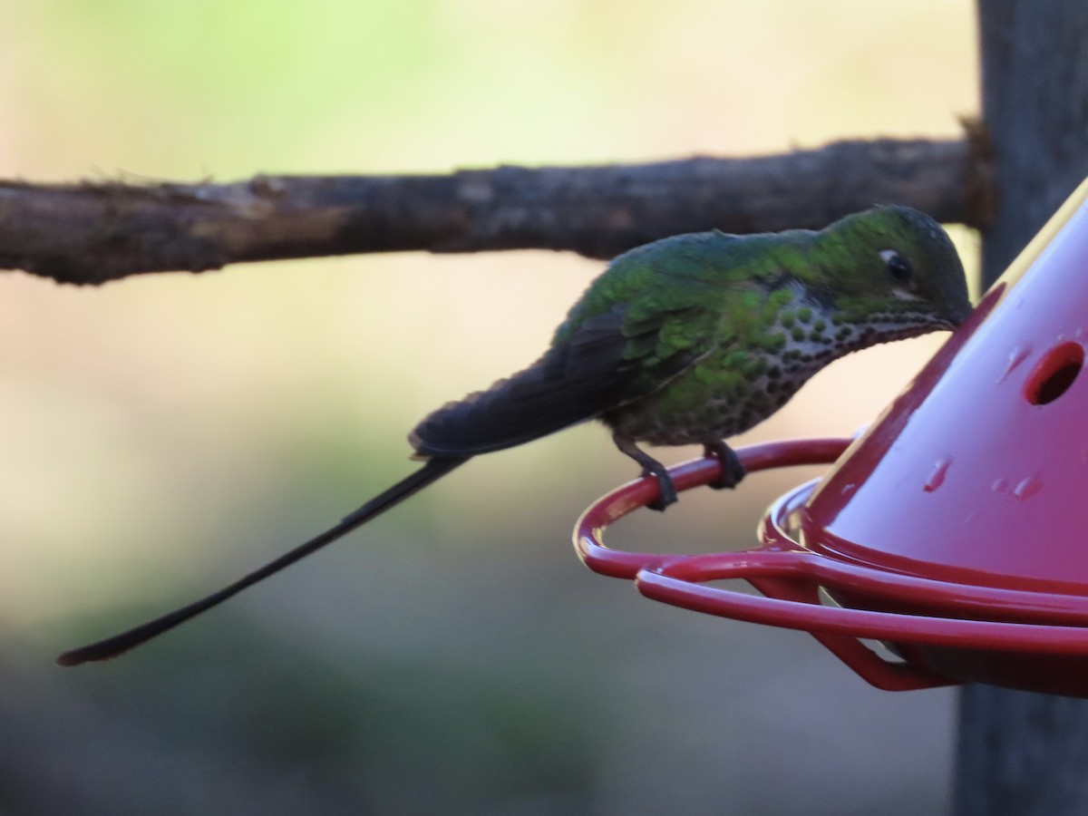 Black-tailed Trainbearer - ML637372320
