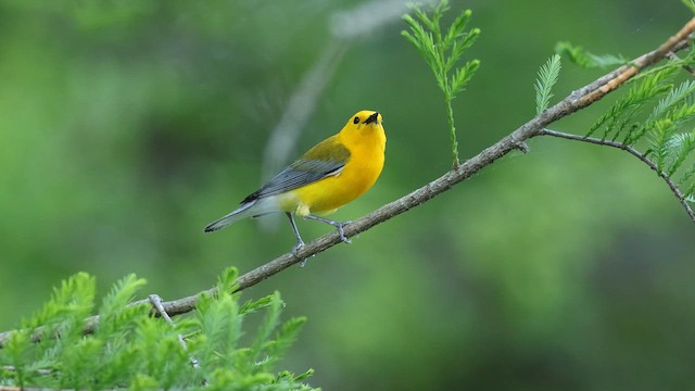 オウゴンアメリカムシクイ - ML637372323