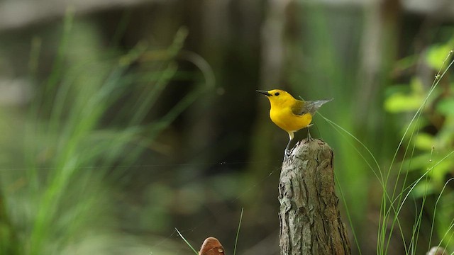 オウゴンアメリカムシクイ - ML637372328