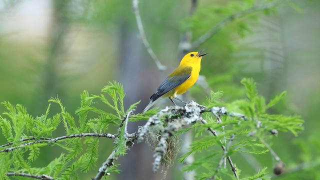 オウゴンアメリカムシクイ - ML637372340