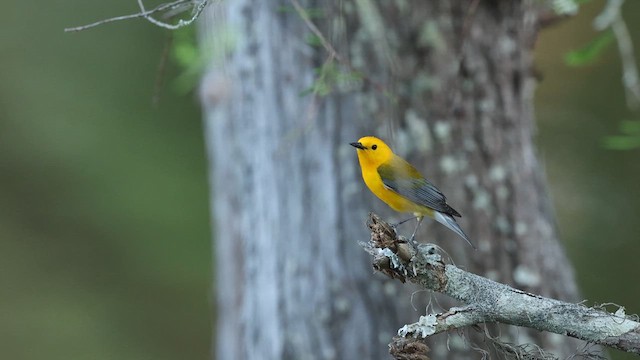 オウゴンアメリカムシクイ - ML637372354