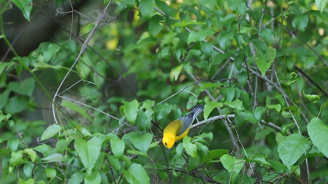 オウゴンアメリカムシクイ - ML637372367