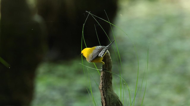 オウゴンアメリカムシクイ - ML637372371