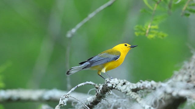 オウゴンアメリカムシクイ - ML637372390