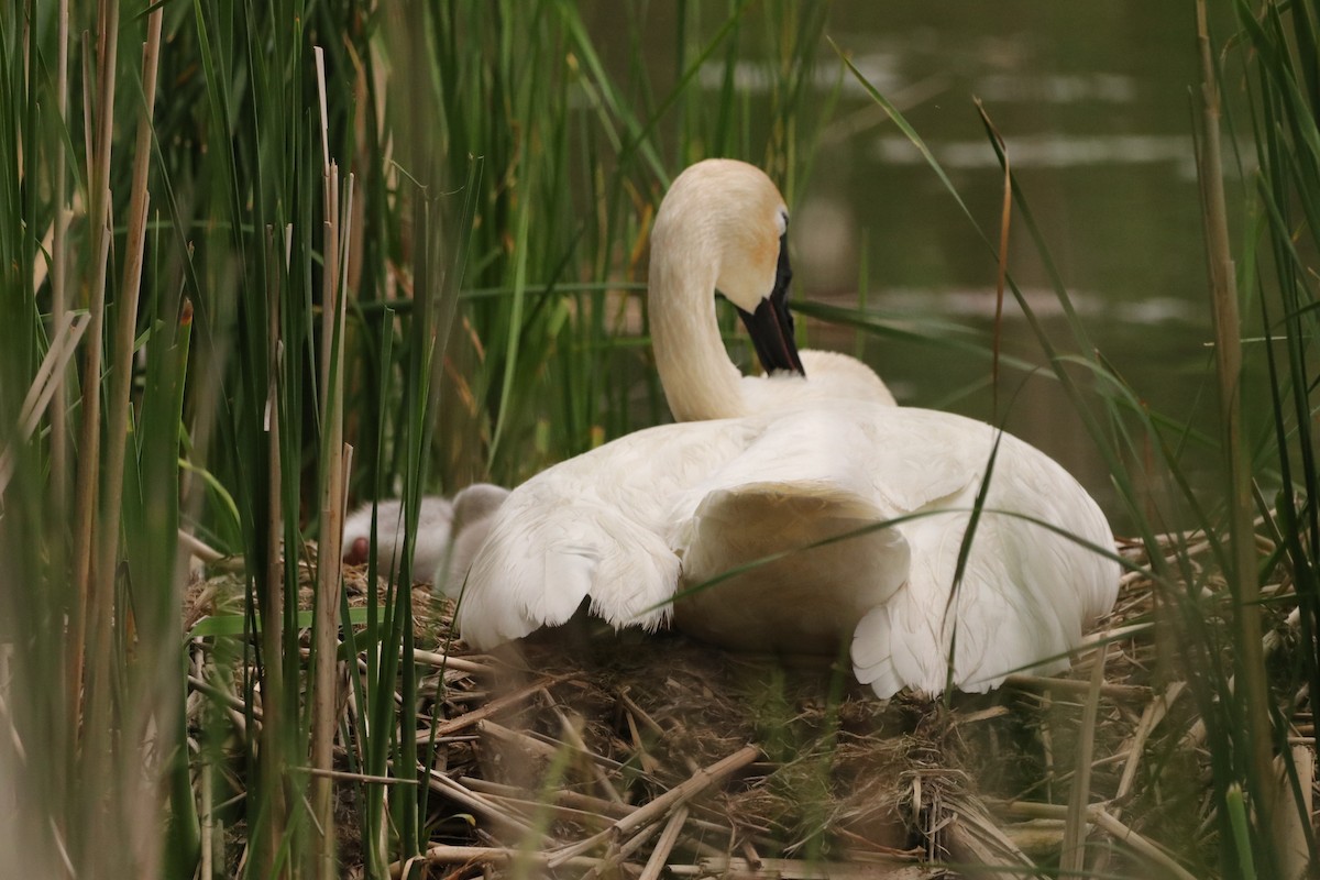 Trumpeter Swan - ML637372395