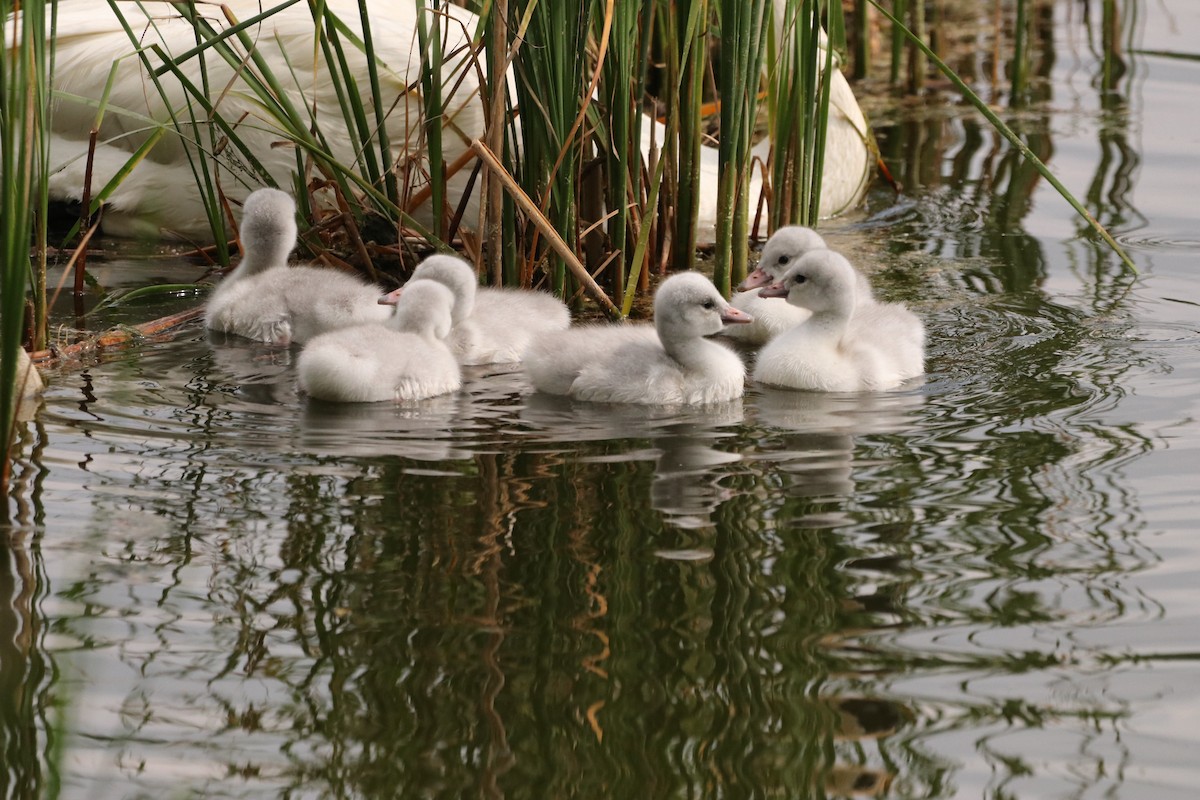 Trumpeter Swan - ML637372397