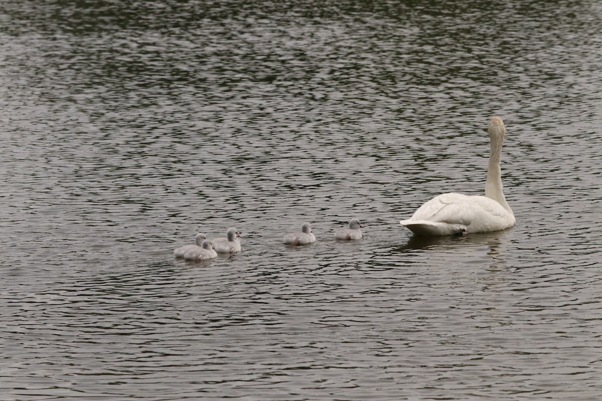Trumpeter Swan - ML637372398